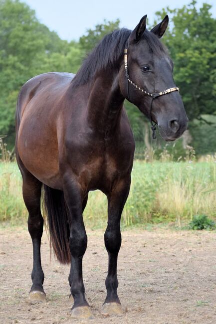 super braver, fleißiger Reitpony Wallach, Kerstin Rehbehn (Pferdemarketing Ost), Konie na sprzedaż, Nienburg