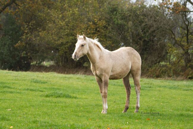 sehr gut gezogener, bildhübscher Quarter Horse Hengstabsetzer, Kerstin Rehbehn (Pferdemarketing Ost), Konie na sprzedaż, Nienburg