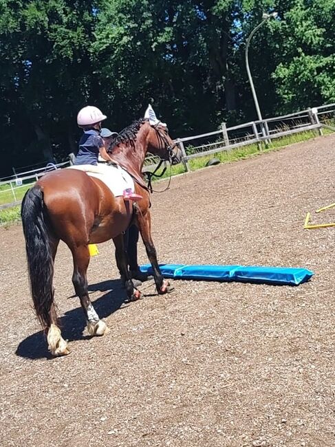 Sehr brave Ponystute Welsh Cob D, Steffi, Konie na sprzedaż, Aying, Image 4