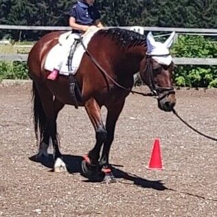 Sehr brave Ponystute Welsh Cob D, Steffi, Konie na sprzedaż, Aying