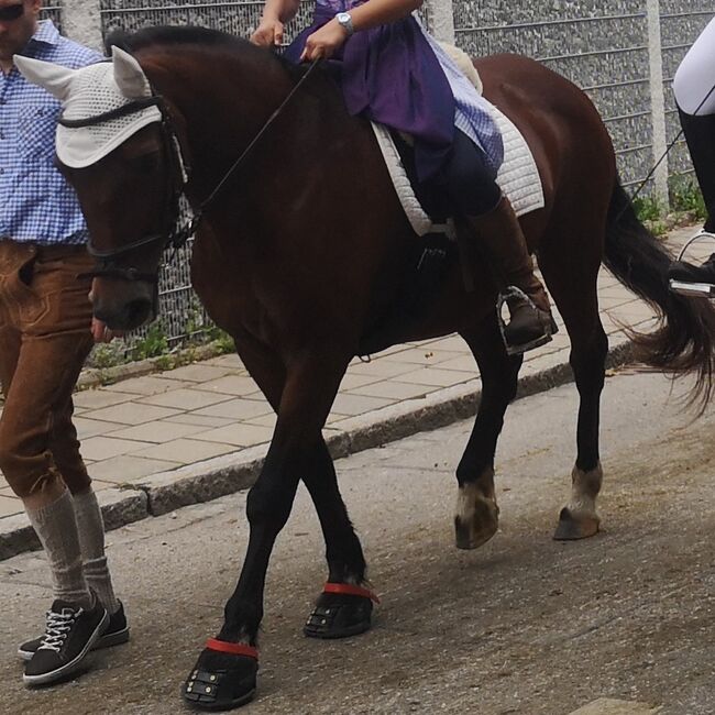 Sehr brave Ponystute Welsh Cob D, Steffi, Konie na sprzedaż, Aying, Image 6