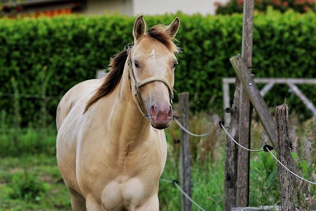 Sehr gut gebaute Quarter Horse Stute in Traumfarbe, Kerstin Rehbehn (Pferdemarketing Ost), Konie na sprzedaż, Nienburg, Image 4