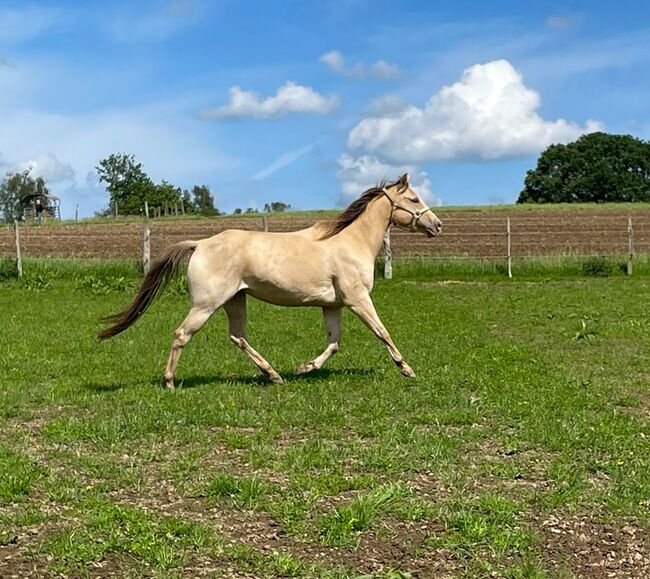 Sehr gut gebaute Quarter Horse Stute in Traumfarbe, Kerstin Rehbehn (Pferdemarketing Ost), Konie na sprzedaż, Nienburg, Image 13