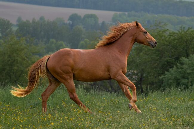 sehr gut gebaute, bildhübsche Appaloosa Stute, Kerstin Rehbehn (Pferdemarketing Ost), Konie na sprzedaż, Nienburg, Image 5