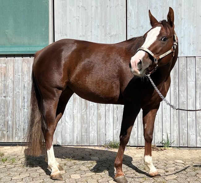 sehr coole und talentierte Paint Horse Stute, Kerstin Rehbehn (Pferdemarketing Ost), Konie na sprzedaż, Nienburg, Image 8