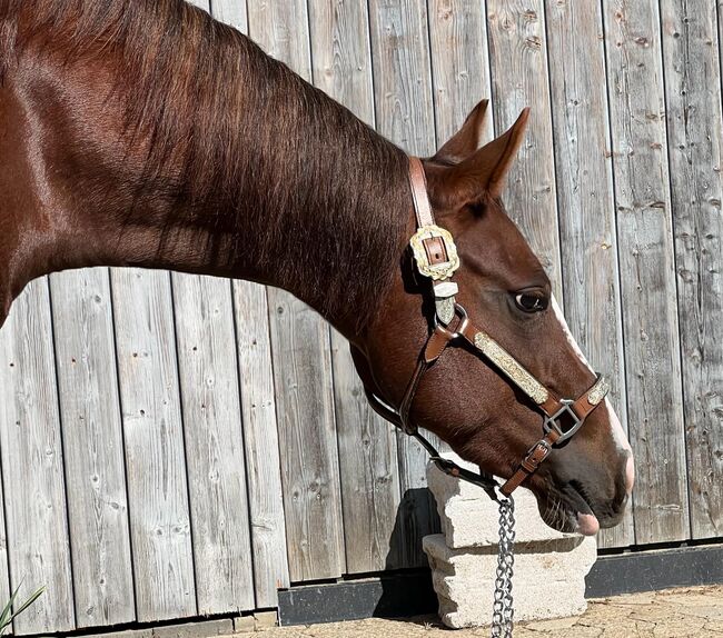 sehr coole und talentierte Paint Horse Stute, Kerstin Rehbehn (Pferdemarketing Ost), Konie na sprzedaż, Nienburg, Image 13