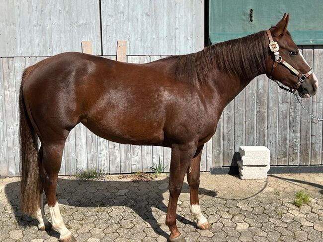 sehr coole und talentierte Paint Horse Stute, Kerstin Rehbehn (Pferdemarketing Ost), Konie na sprzedaż, Nienburg, Image 16