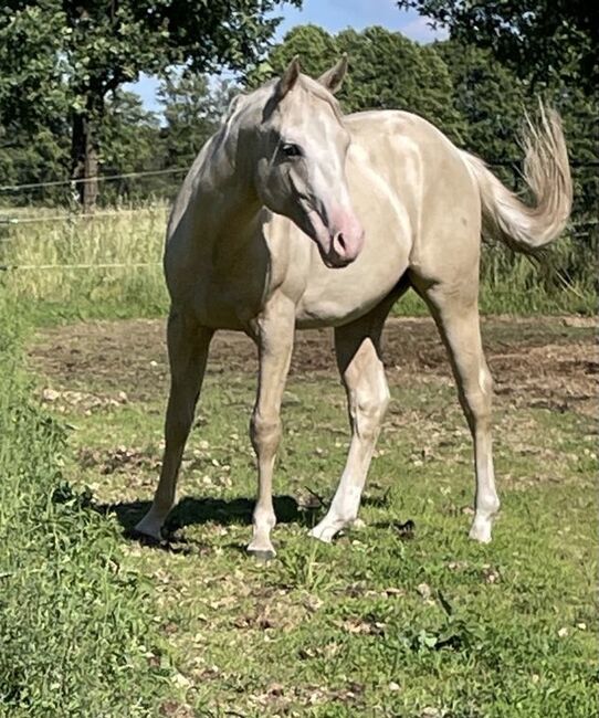 sehr cooler, top gezogener Quarter Horse Wallach, Kerstin Rehbehn (Pferdemarketing Ost), Konie na sprzedaż, Nienburg, Image 3