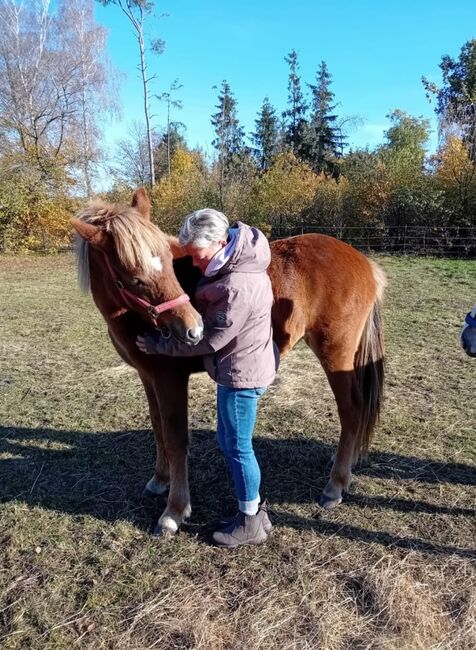 Ganz brave Isländer Stute mit guter Abstammung, Kerstin Rehbehn (Pferdemarketing Ost), Konie na sprzedaż, Nienburg, Image 7