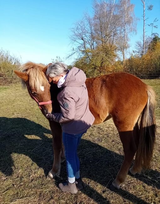 Ganz brave Isländer Stute mit guter Abstammung, Kerstin Rehbehn (Pferdemarketing Ost), Konie na sprzedaż, Nienburg, Image 3