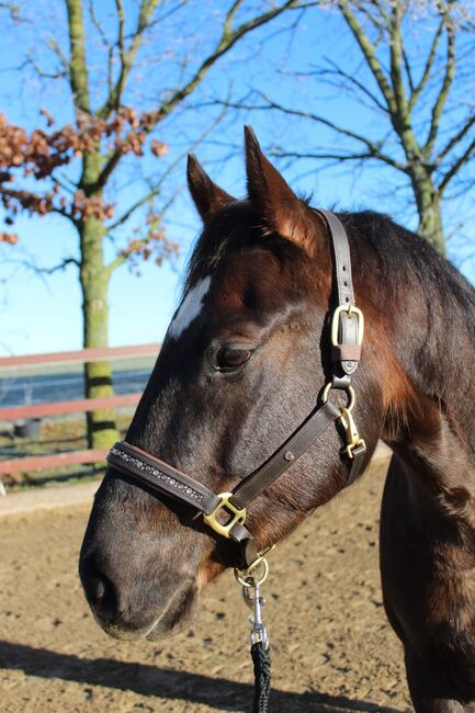 Sehr lieber Quarter Horse Wallach von Shiners Voodoo, Kerstin Rehbehn (Pferdemarketing Ost), Konie na sprzedaż, Nienburg, Image 6