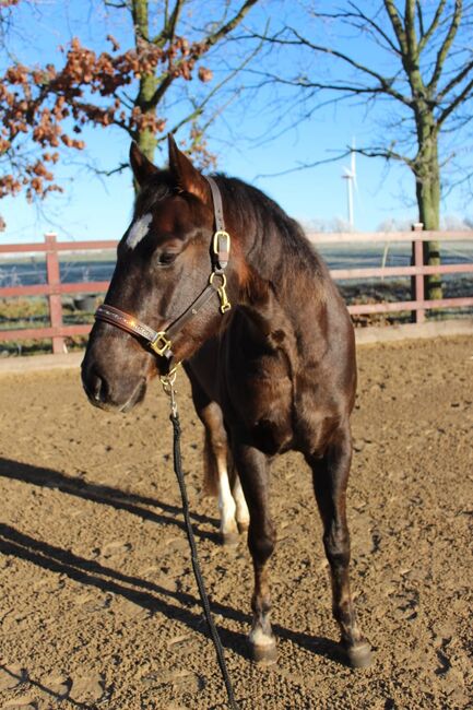 Sehr lieber Quarter Horse Wallach von Shiners Voodoo, Kerstin Rehbehn (Pferdemarketing Ost), Konie na sprzedaż, Nienburg, Image 5