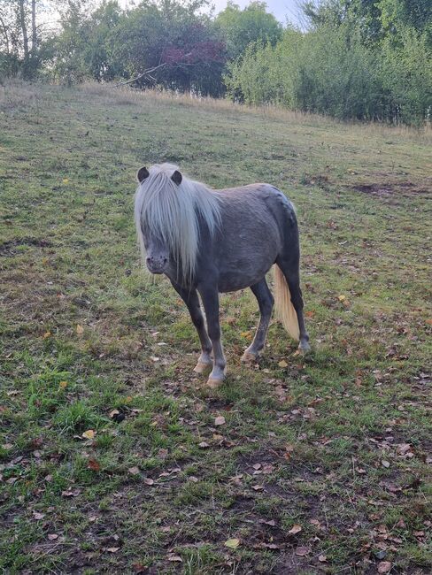 Sehr hübsche Partbredshetland Stute in Rappsilber Tiger, Nadine  (Shettyzucht Frechdachs ), Konie na sprzedaż, Heringen, Image 2