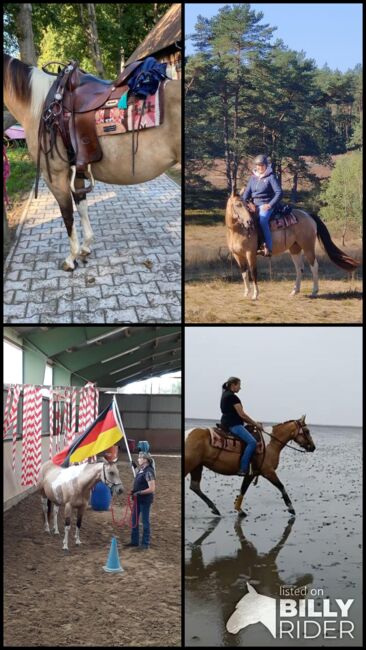 Bildhübsche, kräftige Paint Horse Stute in toller Farbe, Kerstin Rehbehn (Pferdemarketing Ost), Konie na sprzedaż, Nienburg, Image 6