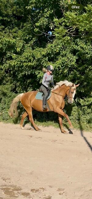 Sehr zuverlässige Warmblutstute, Pavel Cernik, Konie na sprzedaż, Litomysl