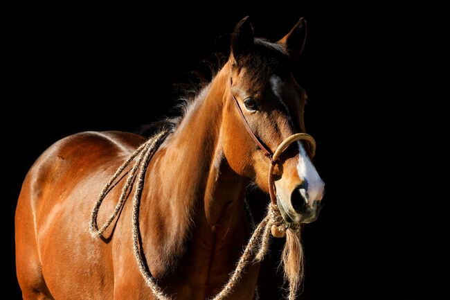 sehr korrekte Quarter Horse Stute, Kerstin Rehbehn (Pferdemarketing Ost), Konie na sprzedaż, Nienburg, Image 3