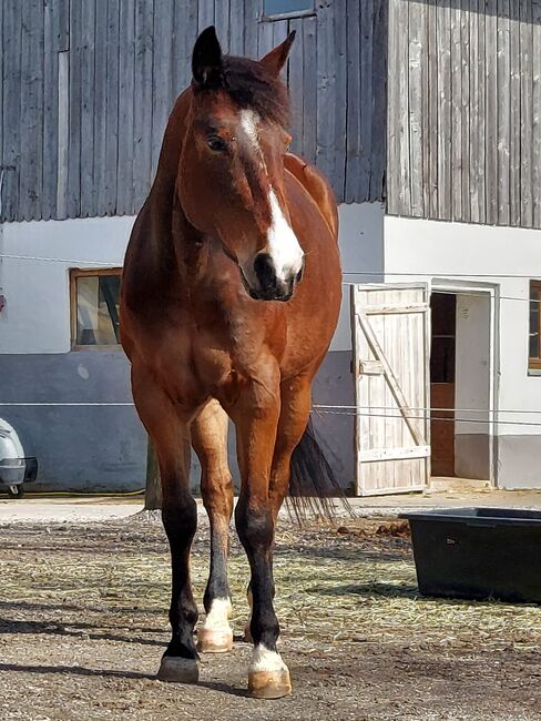 sehr korrekte Quarter Horse Stute, Kerstin Rehbehn (Pferdemarketing Ost), Konie na sprzedaż, Nienburg, Image 9