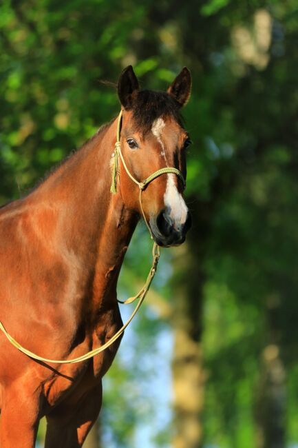 sehr korrekte Quarter Horse Stute, Kerstin Rehbehn (Pferdemarketing Ost), Konie na sprzedaż, Nienburg, Image 10