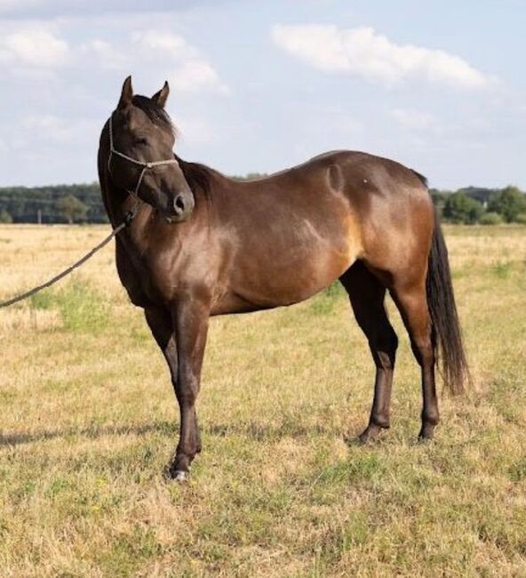 sehr verschmuster, bildhübscher Quarter Horse Wallach, Kerstin Rehbehn (Pferdemarketing Ost), Konie na sprzedaż, Nienburg, Image 3