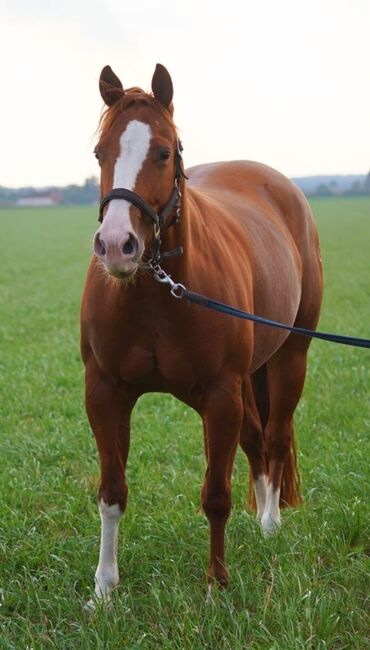 Ganz liebe, verschmuste Quarter Horse Stute, Kerstin Rehbehn (Pferdemarketing Ost), Konie na sprzedaż, Nienburg, Image 4