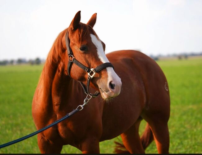 Ganz liebe, verschmuste Quarter Horse Stute, Kerstin Rehbehn (Pferdemarketing Ost), Konie na sprzedaż, Nienburg, Image 3