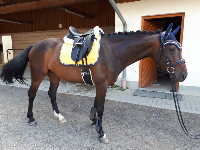 Sehr bequemer Dressursattel, Professionell Rider, Aline Betz, Siodła ujeżdżeniowe, Stegen