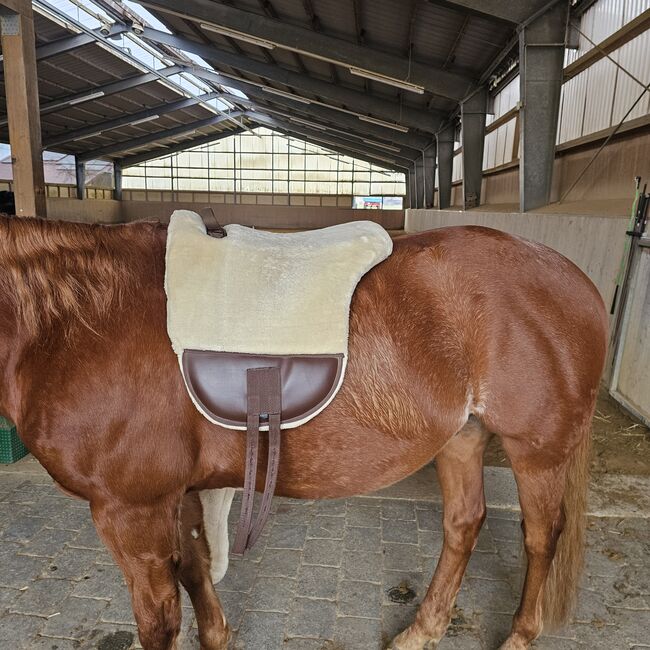 Bareback Pad, Caro, Reitpad, Besigheim