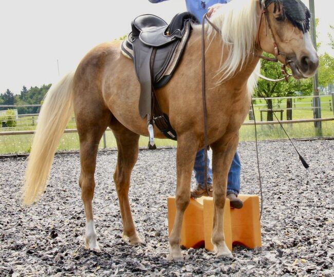 Barefoot Sattel, Barefoot, Shiny71, Western Saddle, Muri AG, Image 4