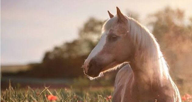 Kinderliebes pferd, Mia, Horses For Sale, Bayern 