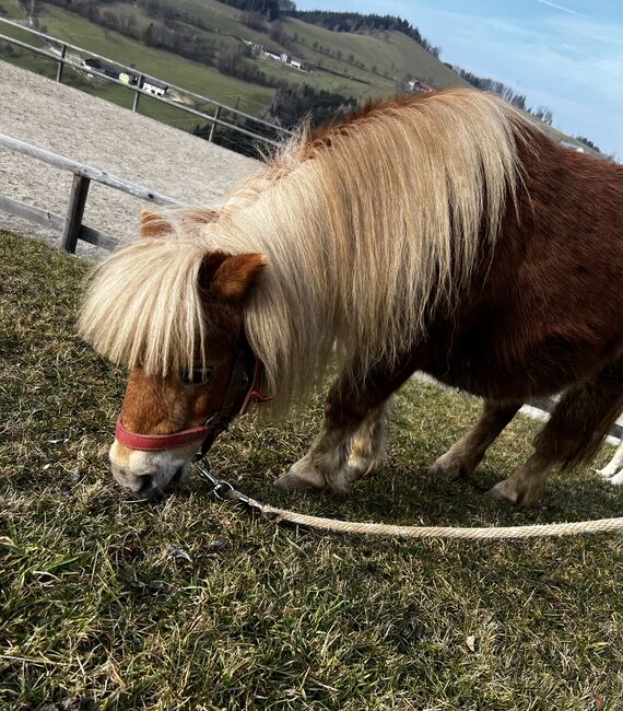 kinderliebes Minishetty, Alexandra Hirtl, Horses For Sale, Randegg