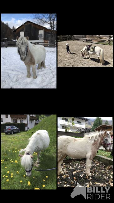 Kinderliebe ponystute, Michaela , Horses For Sale, Nauders, Image 5