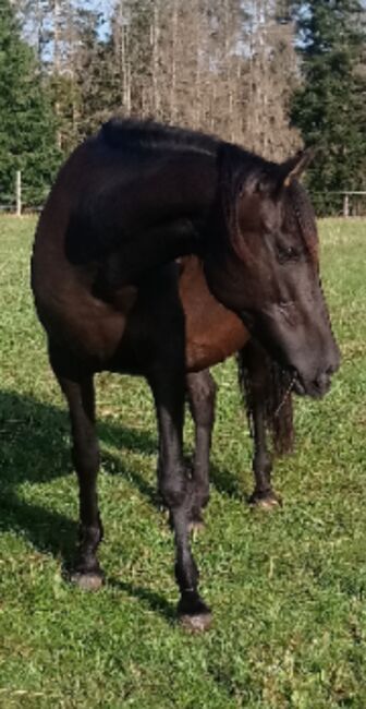 Kinderliebe PRE Rapp Zuchtstute, Storchenegger Nadja , Horses For Sale, Höchenschwand, Image 2