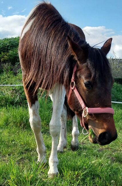 Kinderpony, Denise , Horses For Sale, Velpke, Image 3