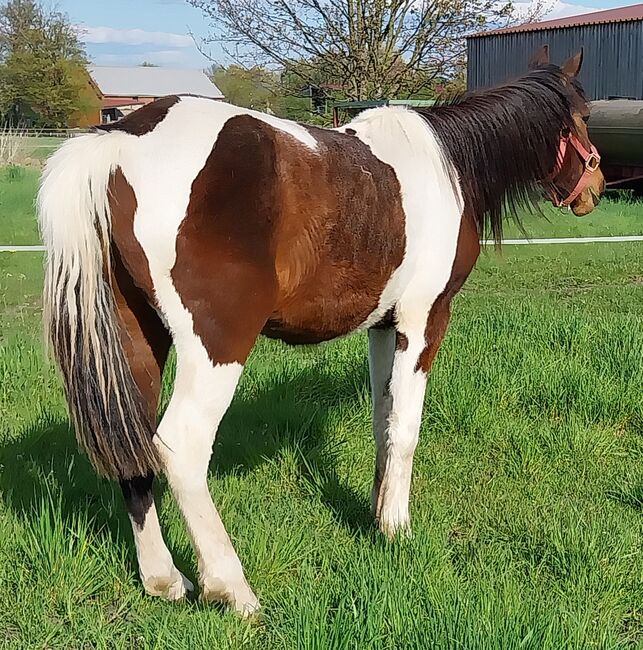 Kinderpony, Denise , Horses For Sale, Velpke, Image 2