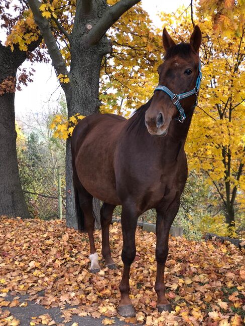 kinderlieber, braver Traber, Kerstin Rehbehn (Pferdemarketing Ost), Horses For Sale, Nienburg