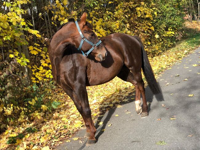 kinderlieber, braver Traber, Kerstin Rehbehn (Pferdemarketing Ost), Horses For Sale, Nienburg, Image 4