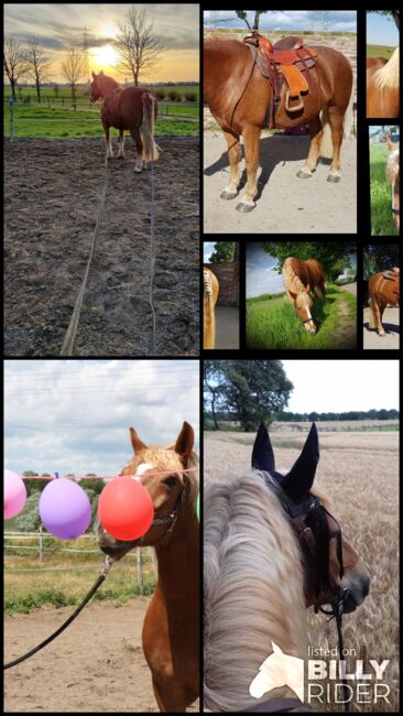 kinderlieber Wallach, Nicola, Horses For Sale, Duisburg, Image 6