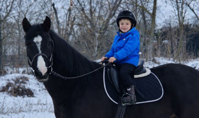 Kinderpony Pitypang🥰🥰, Sári, Horses For Sale, Csabacsűd 