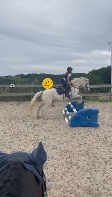 Kinderpony, Pony, Kleinpferd, Turnier, gesucht, Privat, Horses For Sale, Sankt Katharinen