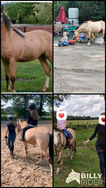 Kinderpony geritten Welsh Wallach Sonderfarbe Kutschpony, Alina, Horses For Sale, Ostbevern , Image 7