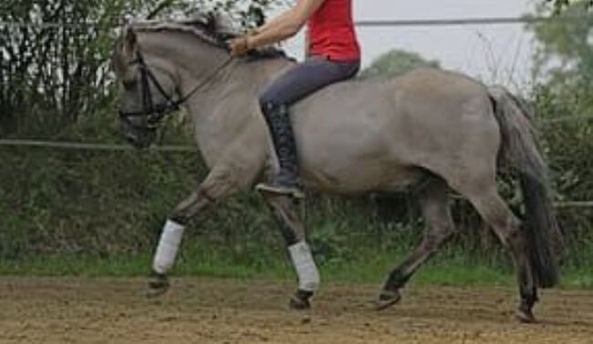 Kinderpony, Therapiepony, Schulpony, Jeannine Piekenbrock, Horses For Sale, Meschede 