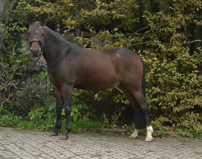 Kindergeeignetes Verlasspony sucht neuen Wirkungskreis, F.L, Horses For Sale, Würzburg, Image 2