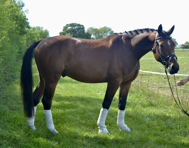Kindergeeignetes, zuverlässiges Springwunder zu verkaufen, F.L, Horses For Sale, Würzburg, Image 3
