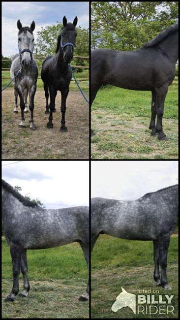 Báro Und Darco, Jozsef, Horses For Sale, Békés, Image 5