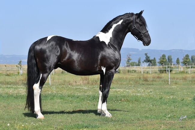 Barock Pinto Deckhengst, Gabriela Mikutova, Horses For Sale, Březno 