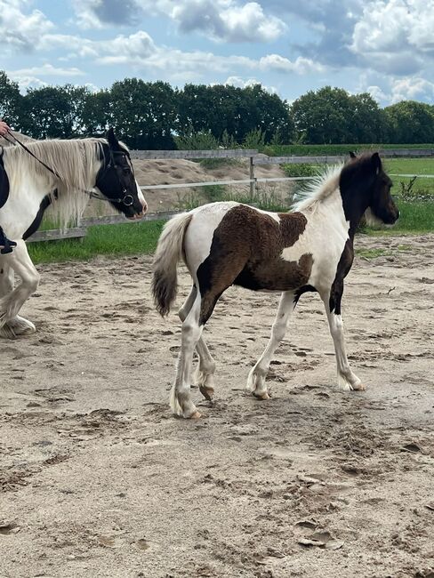 Barock Pinto Hengst Fohlen, Nicole , Pferd kaufen, Friesoythe , Abbildung 15