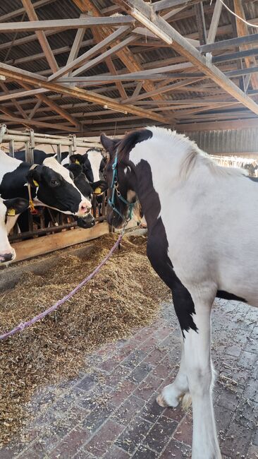 Barock Pinto Hengst Fohlen, Nicole , Pferd kaufen, Friesoythe , Abbildung 3