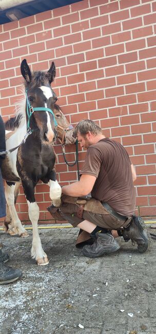 Barock Pinto Hengst Fohlen, Nicole , Pferd kaufen, Friesoythe , Abbildung 16