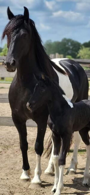 Barockpinto  Stute, Weber, Horses For Sale, Lachendorf , Image 3