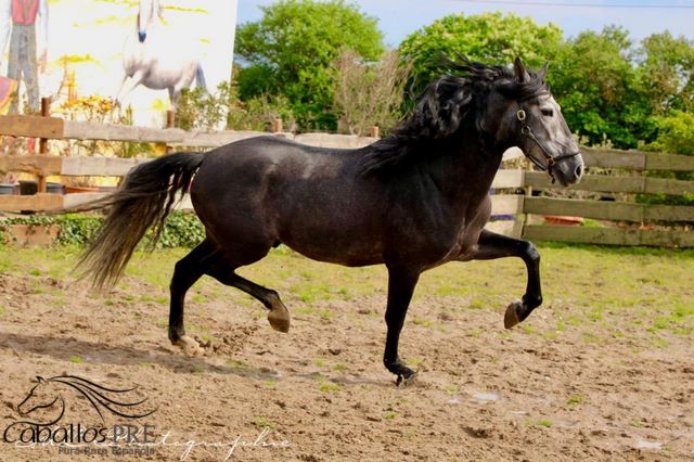 Barocke Schönheit - 1.69 m - Basis geritten - Bewegungsstark, Thomas Adams (Caballos PRE), Horses For Sale, Bell, Image 9